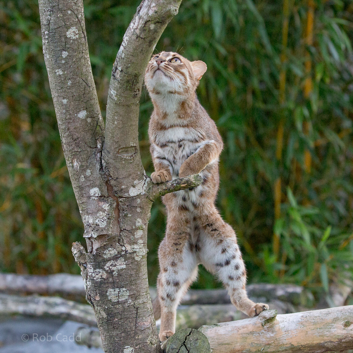 Rusty-spotted cat : Hamerton : 15 Oct 2017
