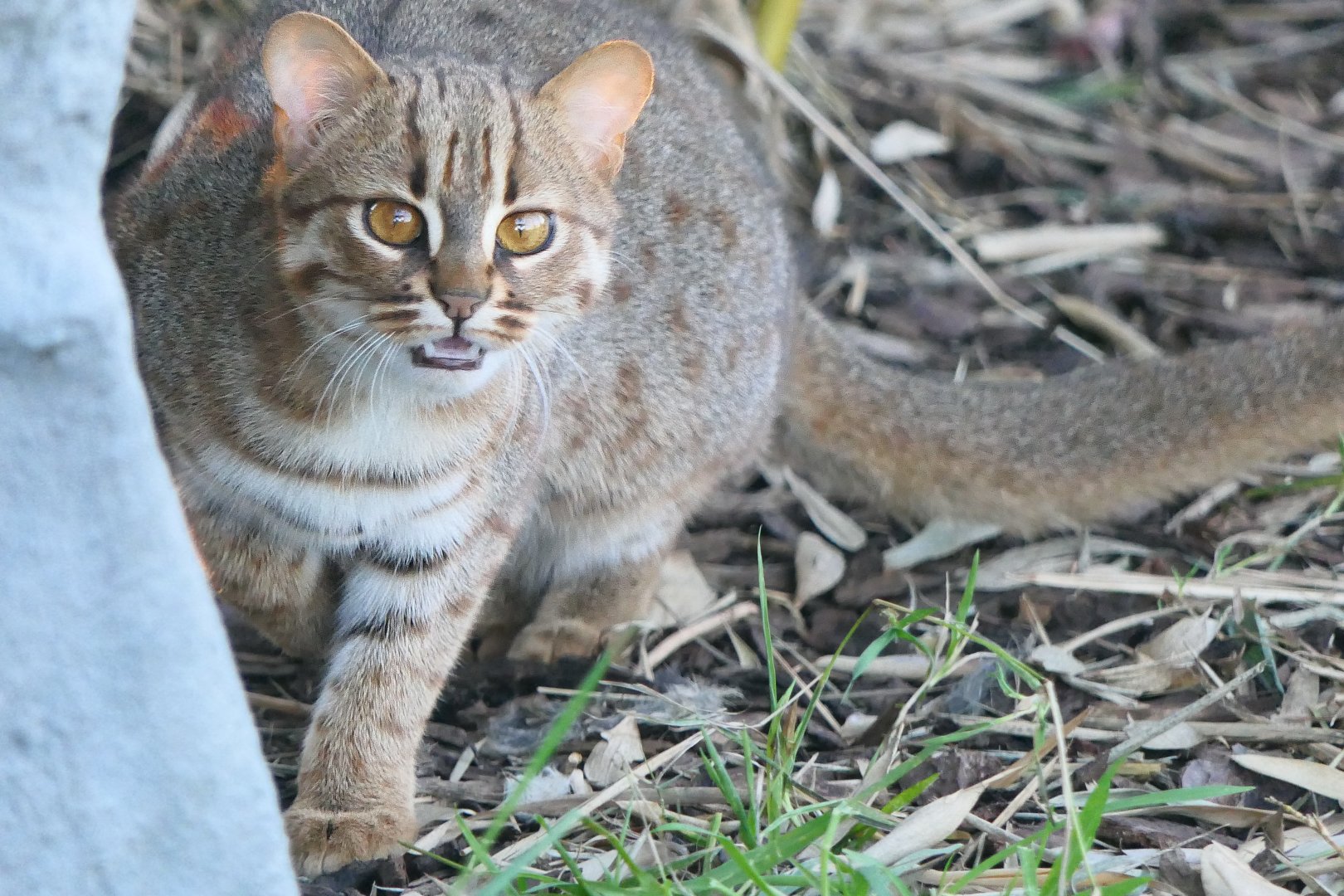 Rusty-spotted cat - Hamerton - 18/11/18