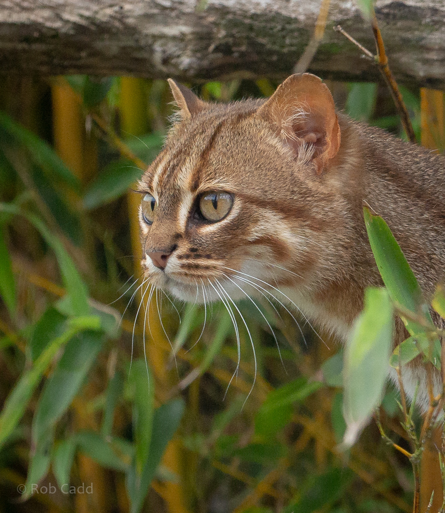 Rusty-spotted cat : Hamerton : 23 Jul 2021