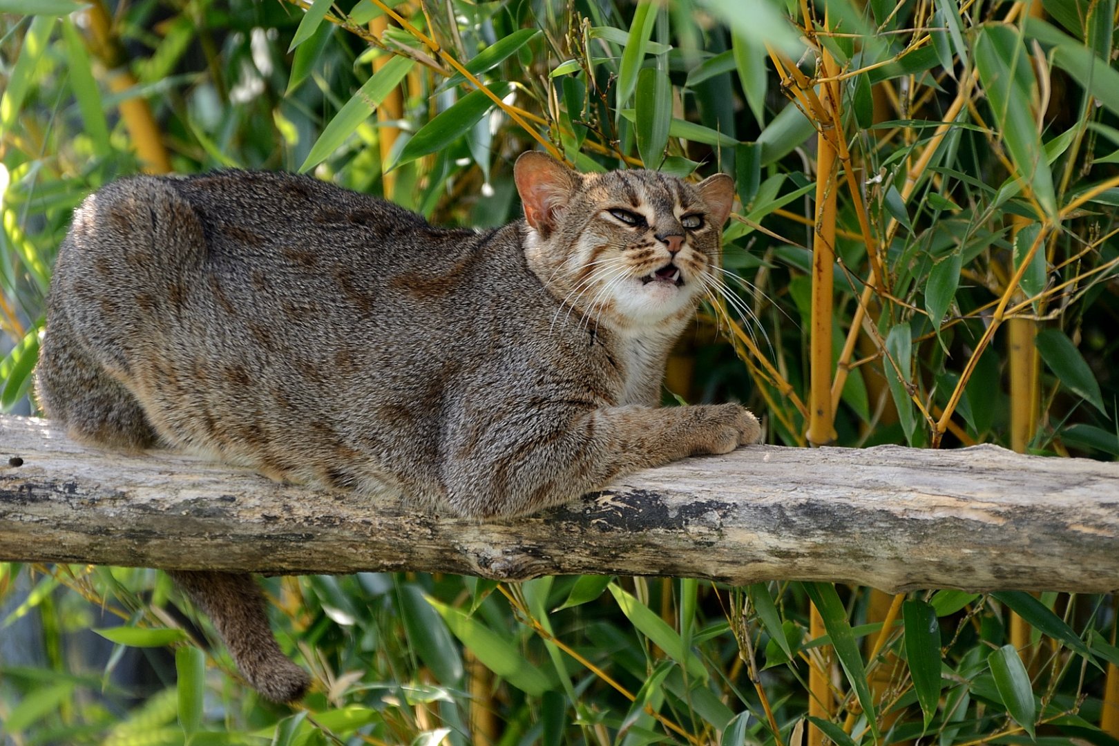 Rusty Spotted Cat - Hamerton 24/08/19