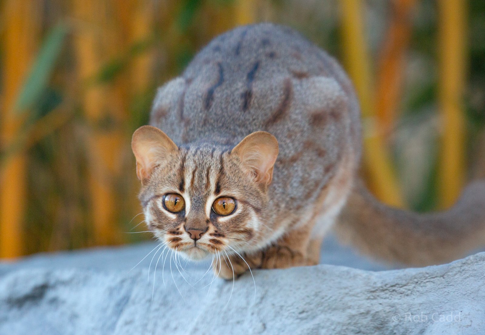 Rusty-spotted cat : Hamerton : 28 Oct 2018
