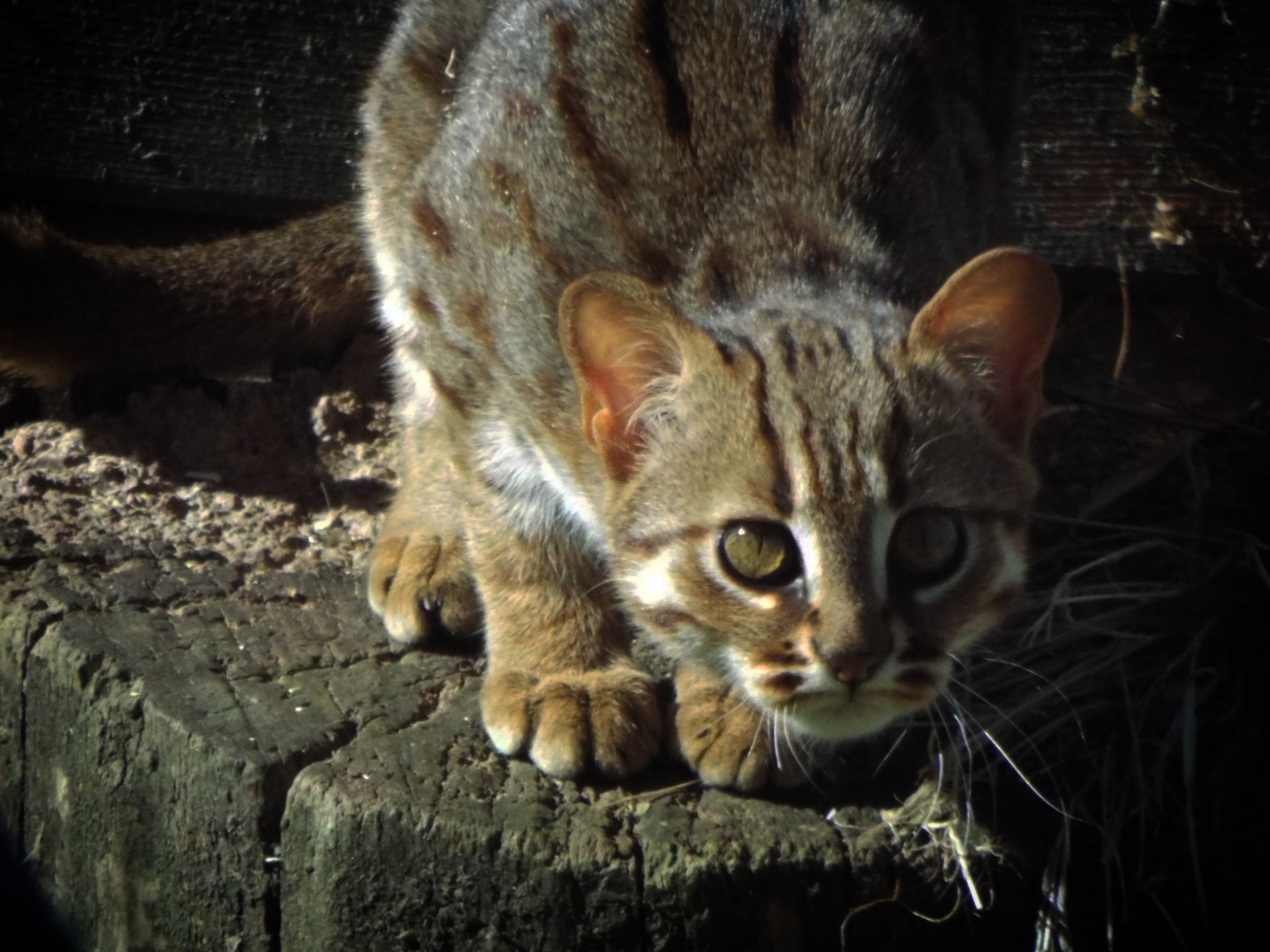 Rusty Spotted Cat Hamerton Zoo Park