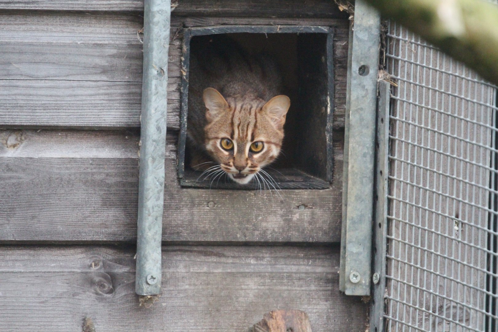 Rusty-spotted Cat, Hamerton