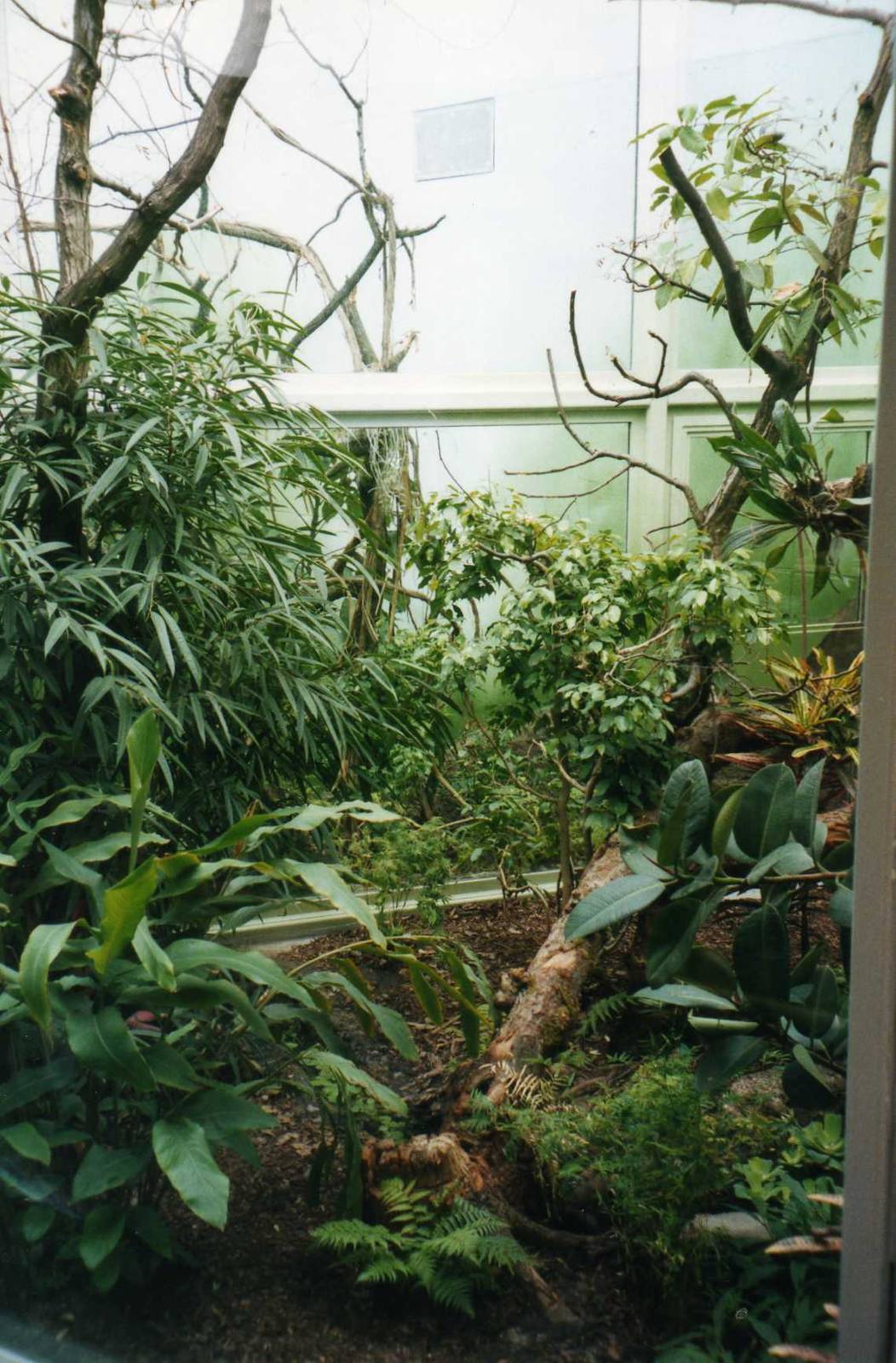 Rusty Spotted cat indoor cage