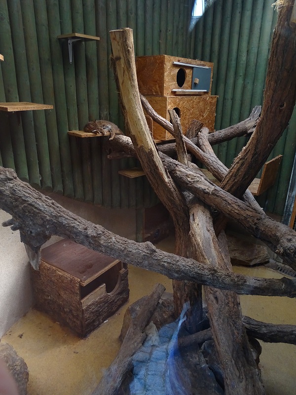 Rusty-spotted cat indoor enclosure (04/2023)