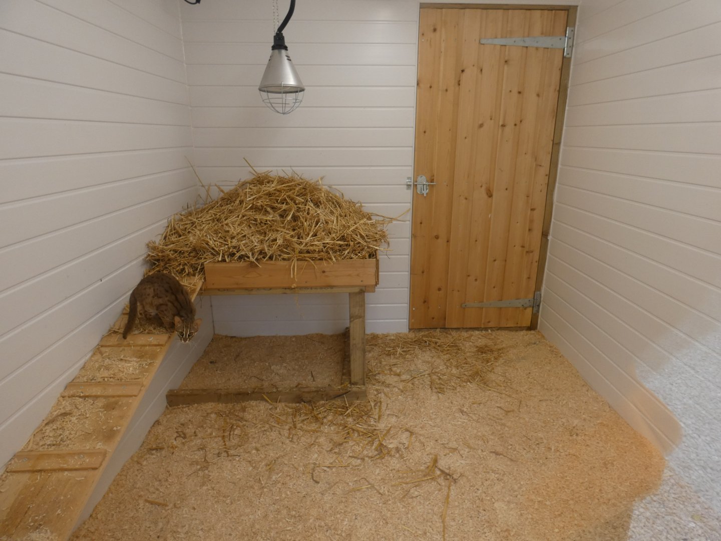 Rusty-spotted Cat indoors