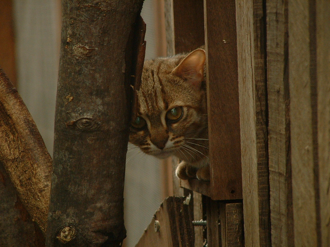Rusty Spotted Cat - July 2011