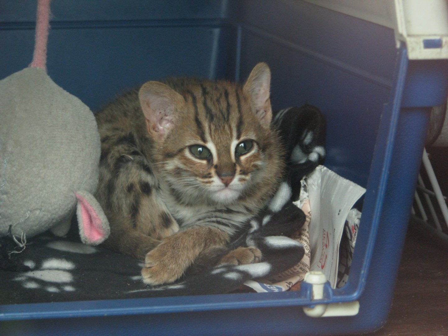 Rusty-spotted cat kitten - August 2015