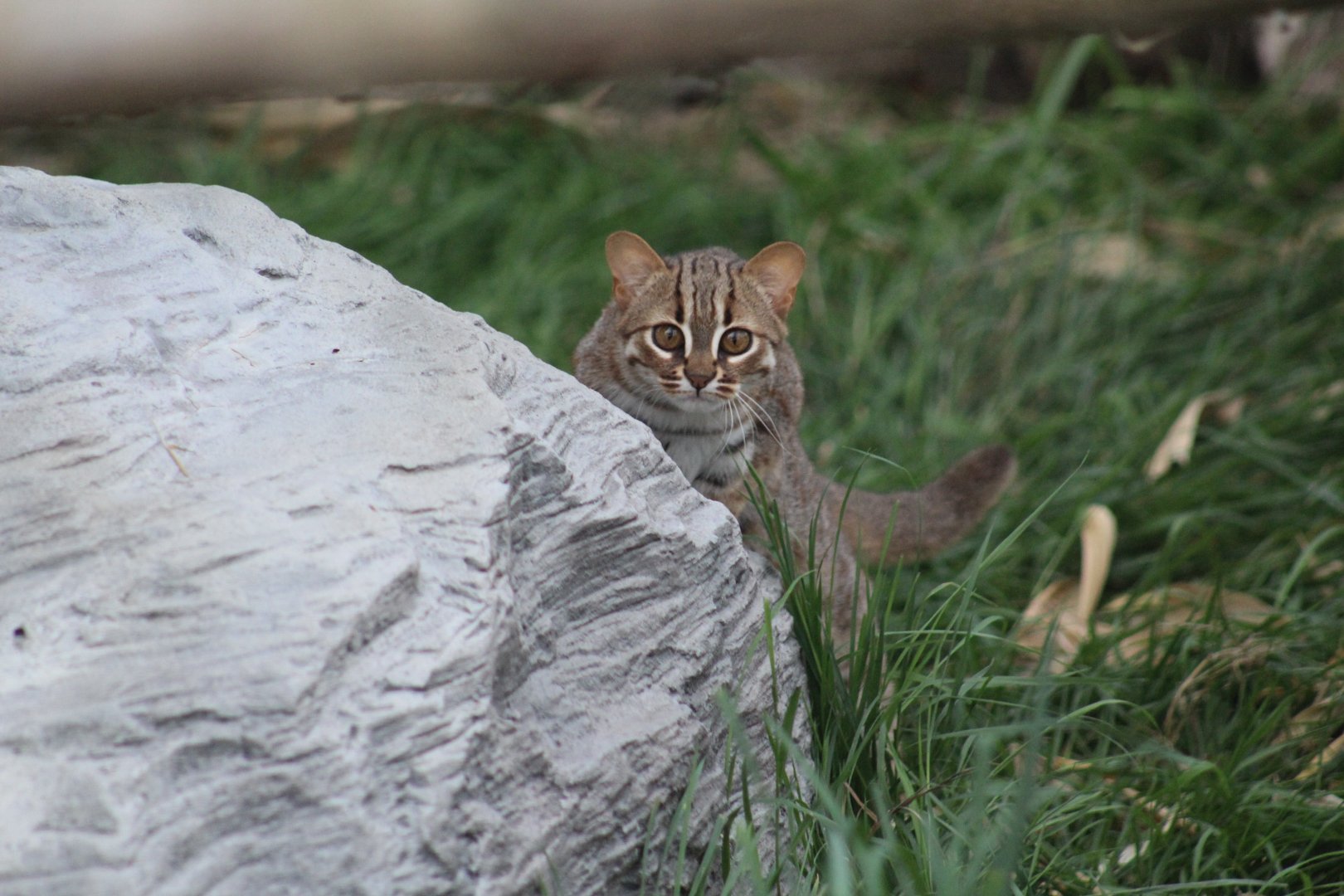 Rusty-Spotted Cat Kitten