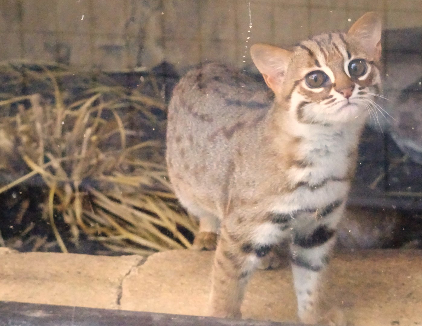Rusty Spotted Cat (Kitten)