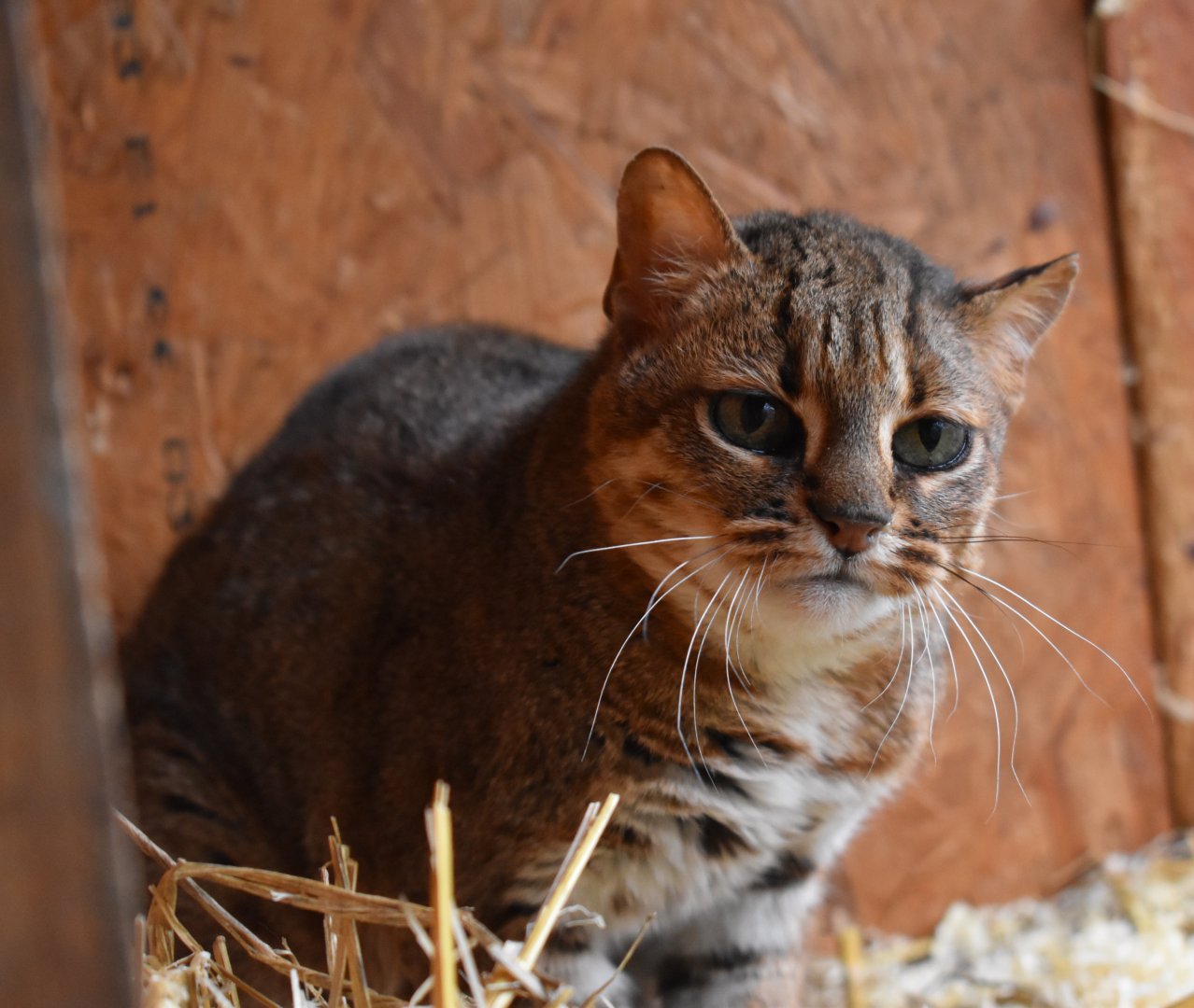 Rusty-spotted Cat - Le Domaine des Fauves