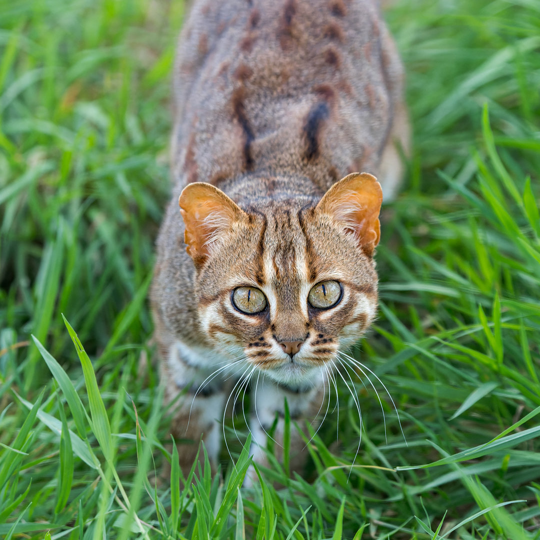 Rusty Spotted Cat (m) / Hamerton / 13-9-23
