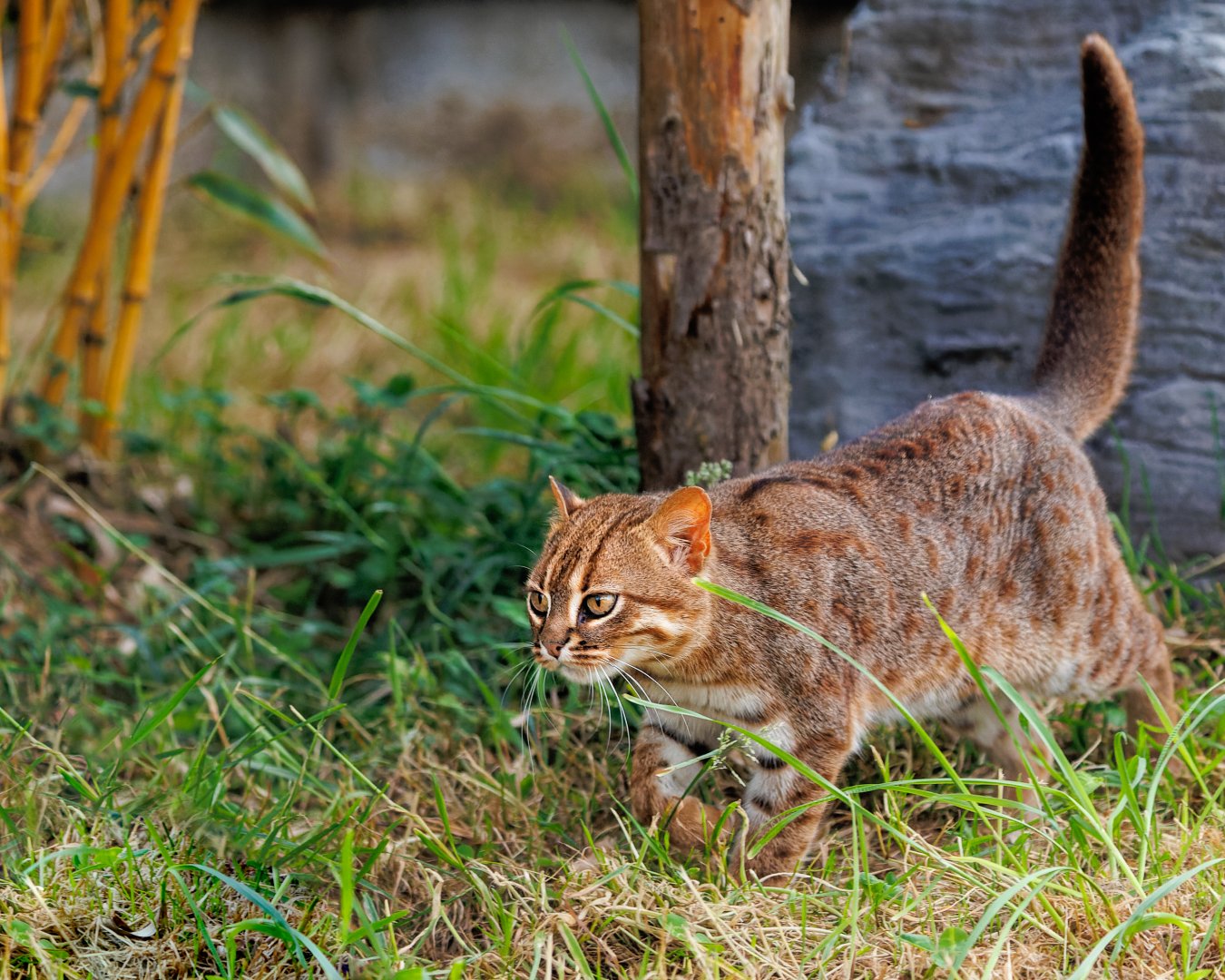 Rusty Spotted Cat - Male / 7-6-22 / Hamerton