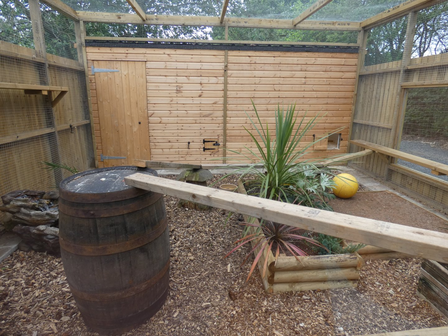 Rusty-spotted Cat outdoors