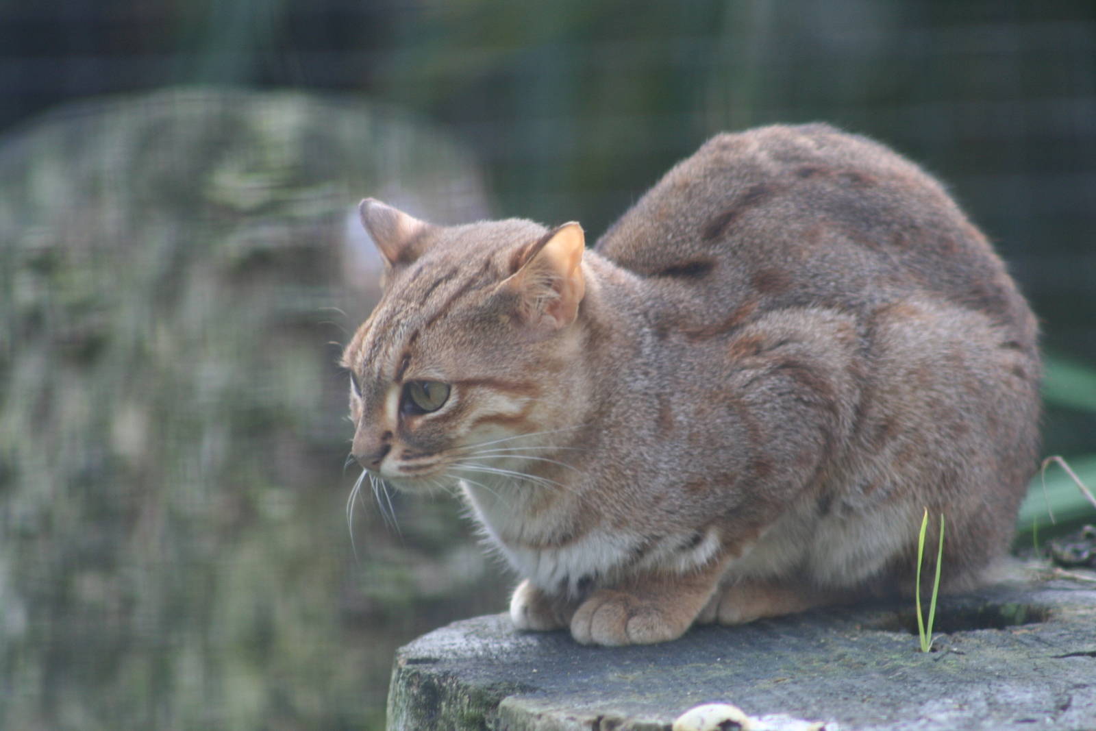 Rusty Spotted Cat @ Port Lympne 16.10.06
