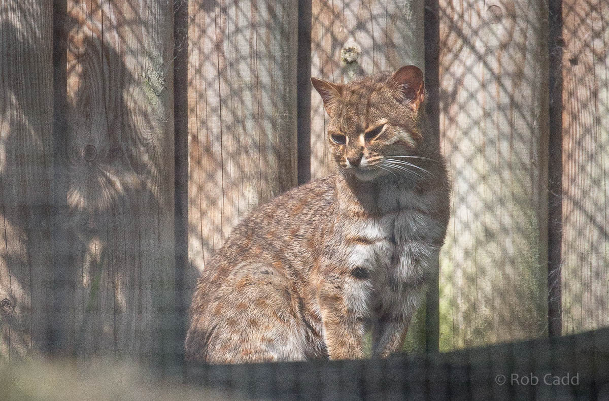 Rusty-spotted cat : Port Lympne : 29 Aug 2015