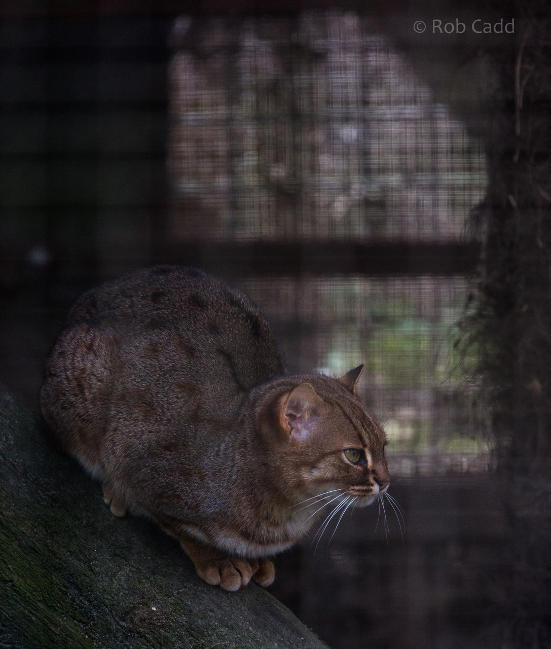 Rusty-spotted cat : Port Lympne : 31 Mar 2015