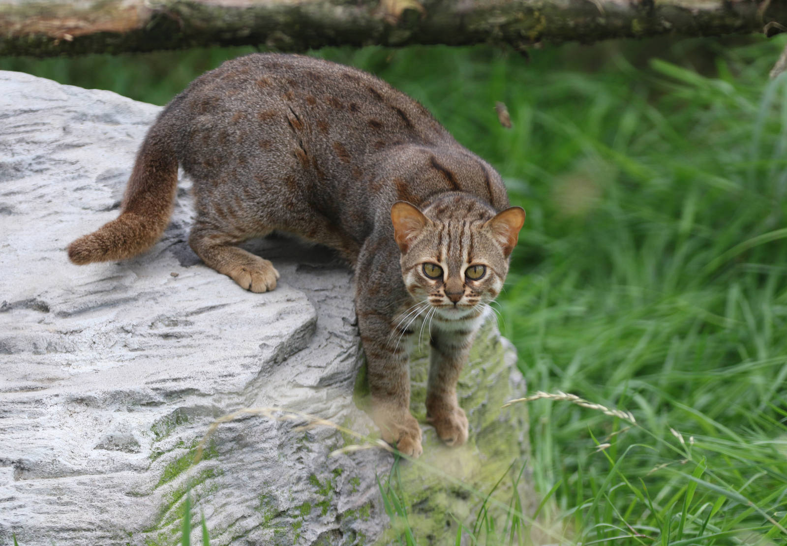 Rusty Spotted Cat (Prionailurus rubiginosus phillipsi)