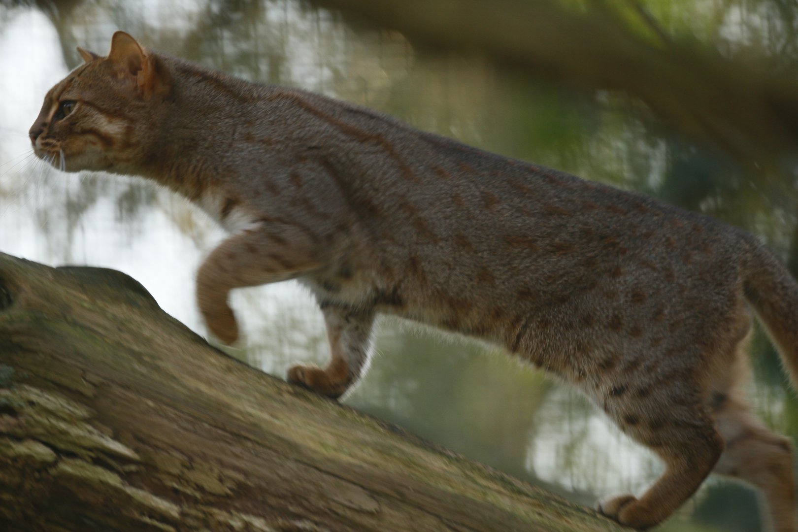 Rusty-spotted cat (Prionailurus rubiginosus)