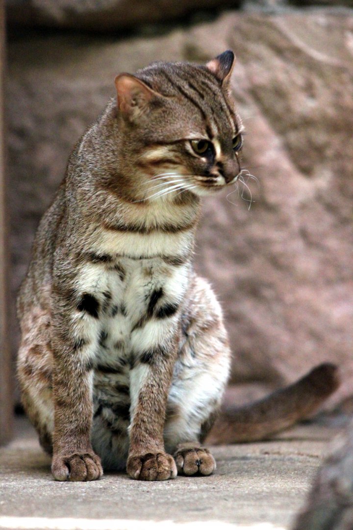 Rusty-spotted cat (Prionailurus rubiginosus)