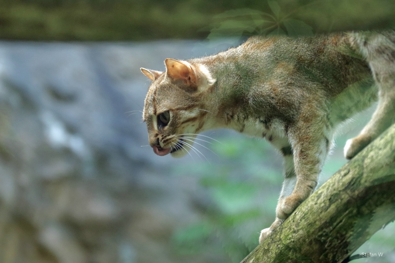 Rusty-spotted cat (Prionailurus rubiginosus)