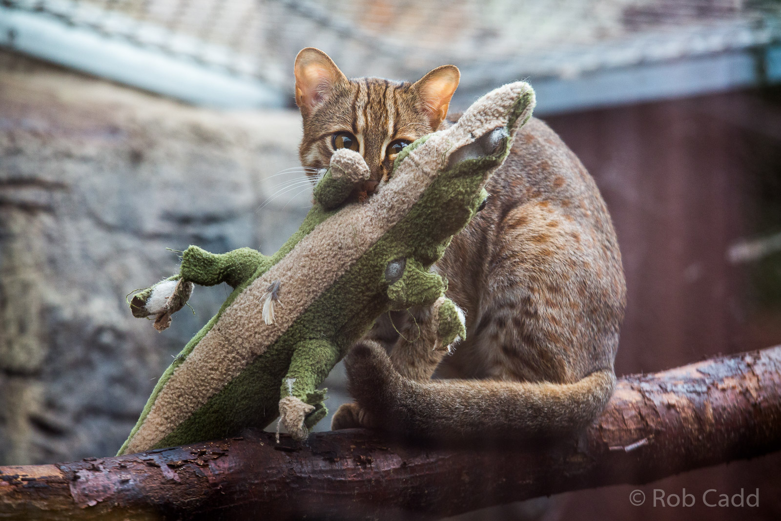 Rusty-spotted cat : RSCC : 12 Oct 2014