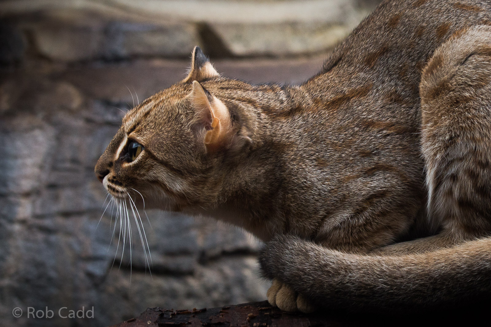 Rusty-spotted cat : RSCC : 12 Oct 2014