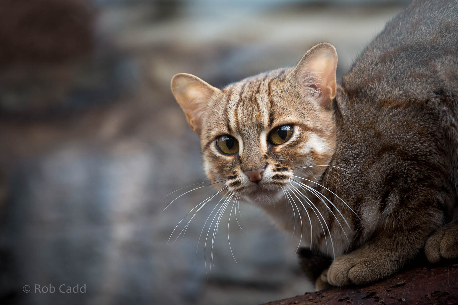 Rusty-spotted cat : RSCC : 12 Oct 2014