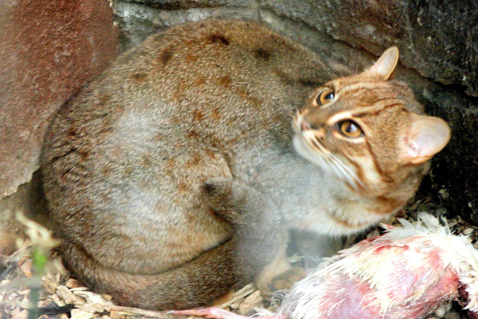 Rusty-spotted cat; RSCC; 21st March 2015