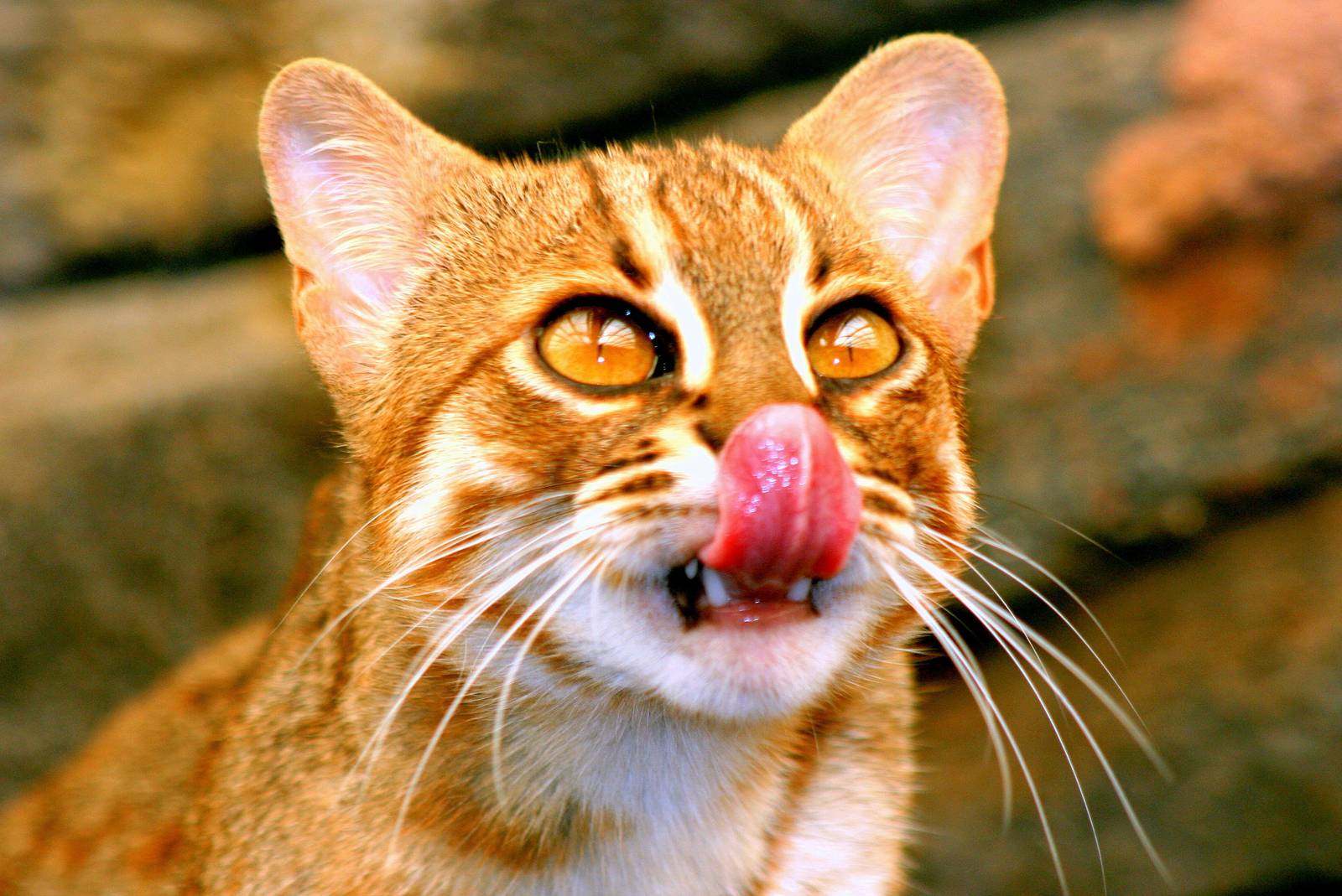 Rusty-spotted cat; RSCC; 21st September 2014