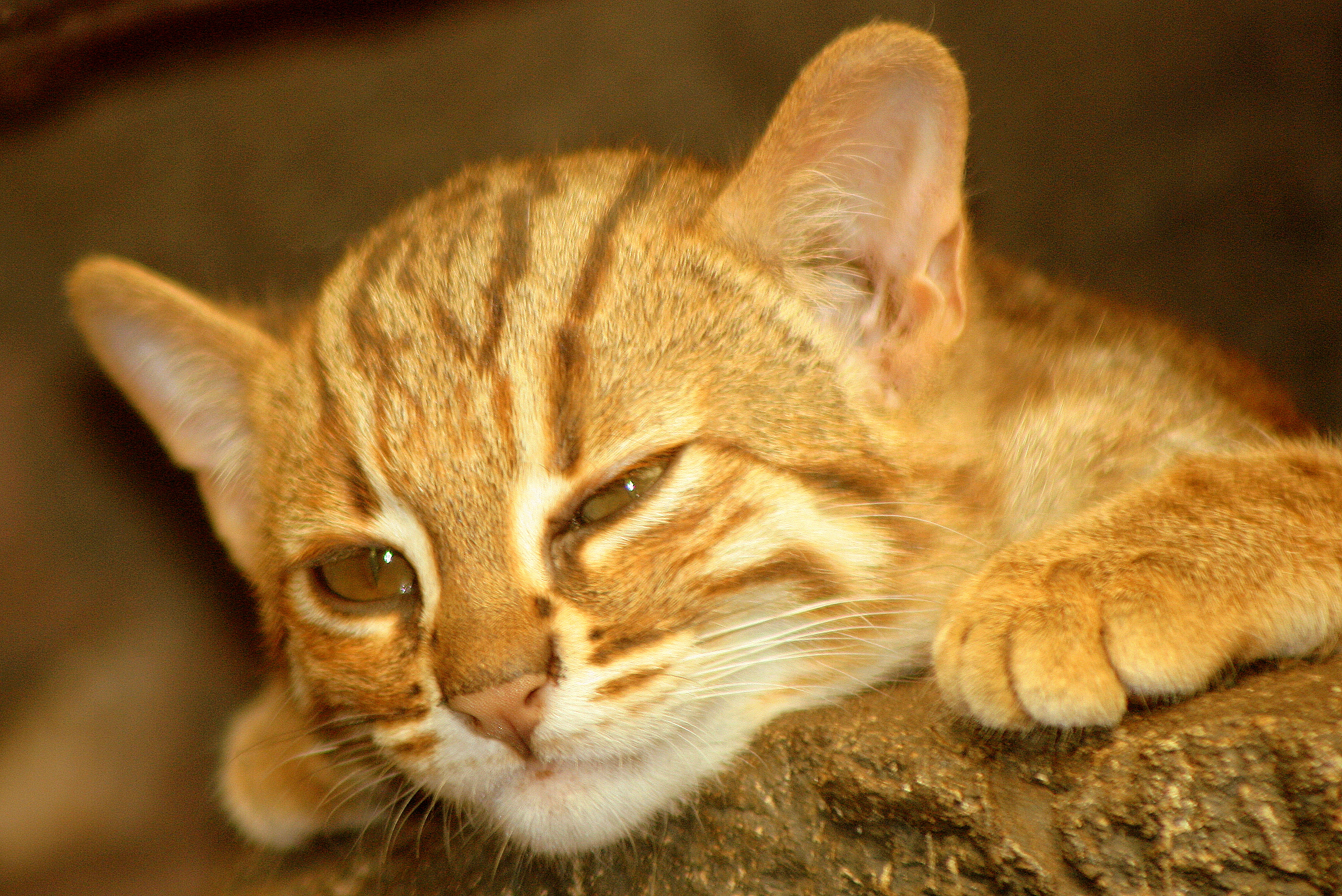 Rusty-spotted cat; RSCC; 22nd August 2015