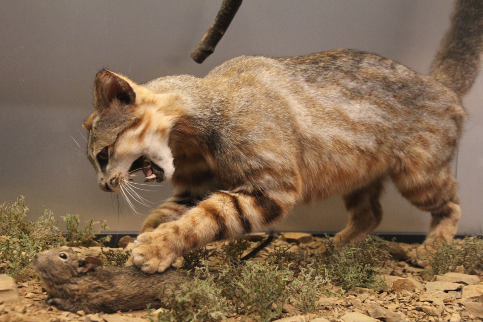 Rusty-spotted cat? Scotland National museum