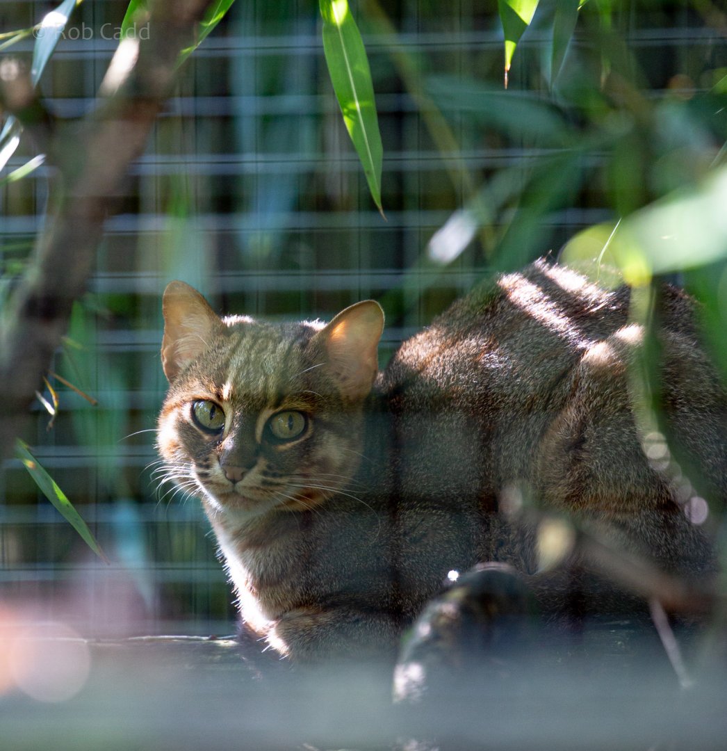 Rusty-spotted cat (Sri Lankan rusty-spotted cat) : Exmoor Zoo : 16 Sep 2020