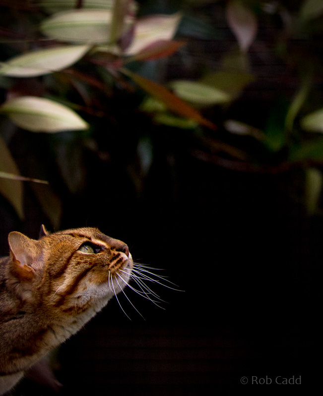 Rusty-spotted cat : WHF Big Cat Sanctuary : 04 May 2017