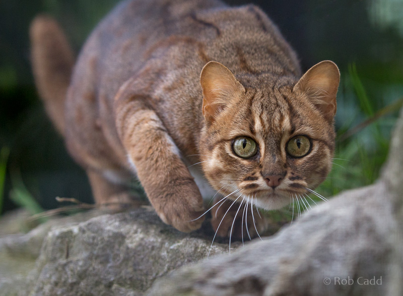 Rusty-spotted cat : WHF Big Cat Sanctuary : 04 May 2017