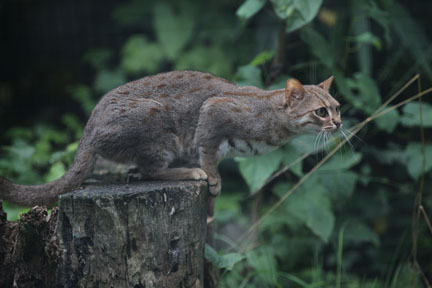 rusty spotted cat