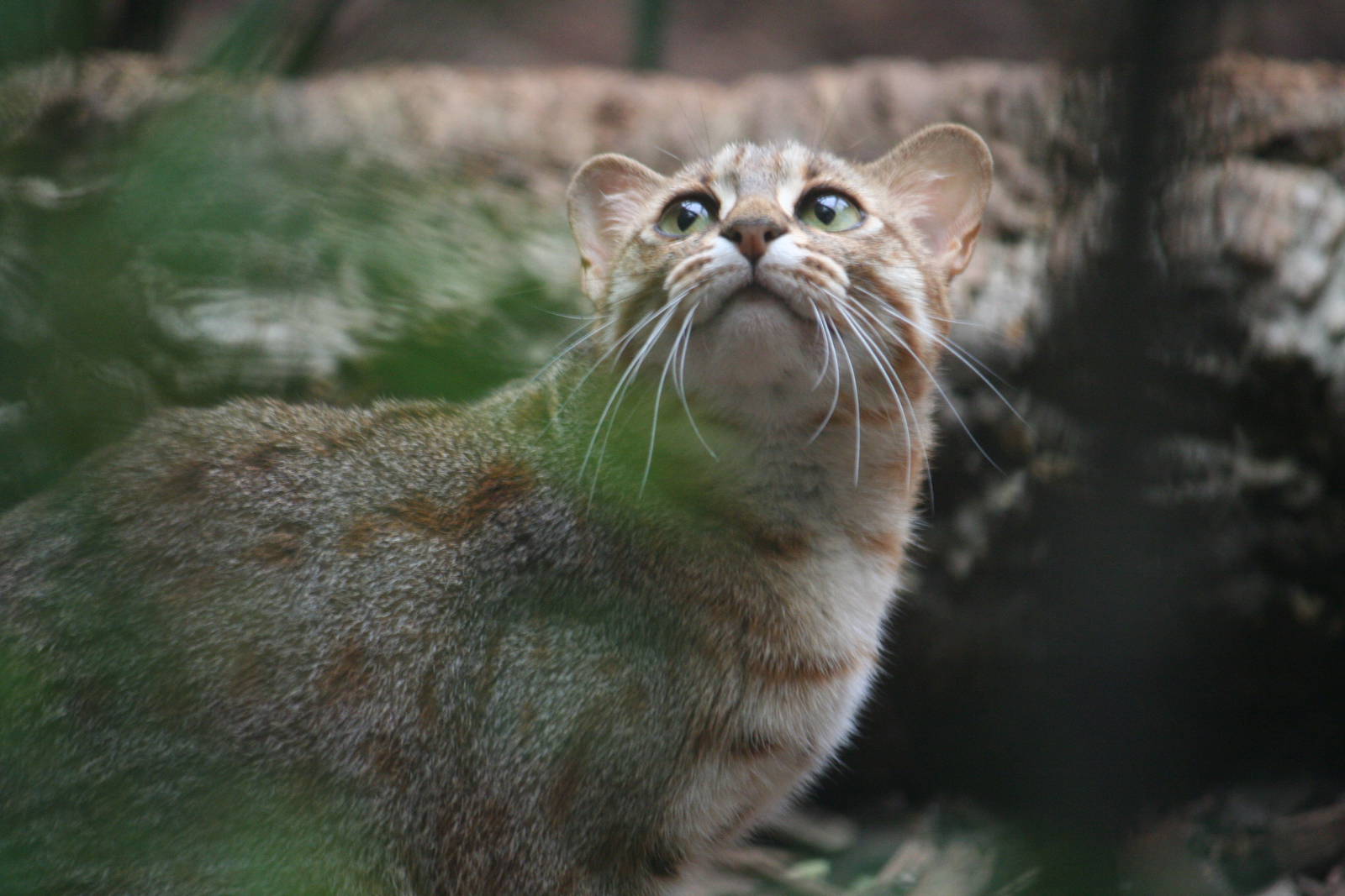 Rusty-spotted cat