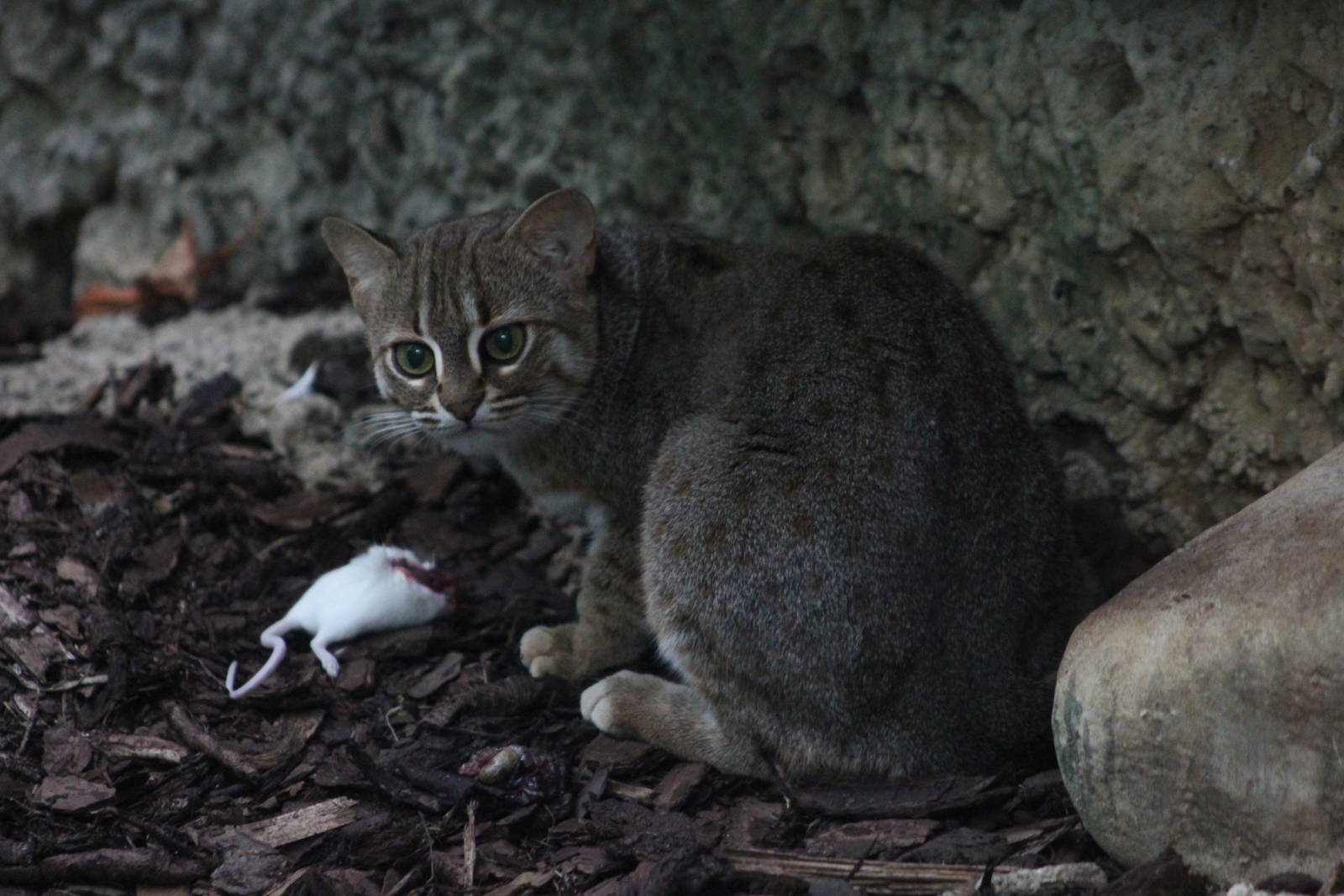Rusty-spotted cat