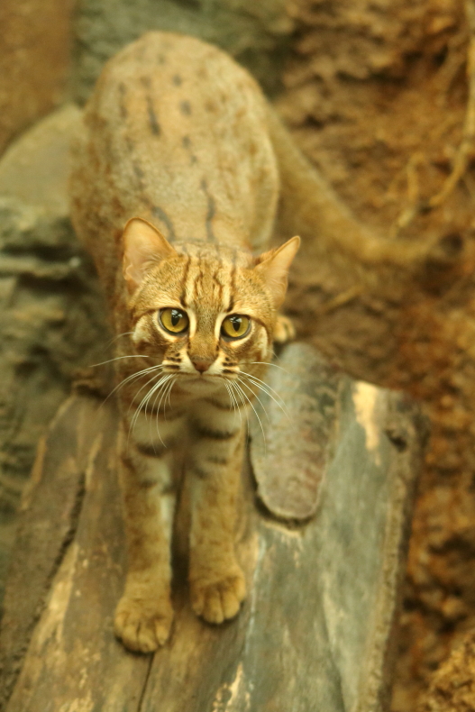 Rusty Spotted Cat