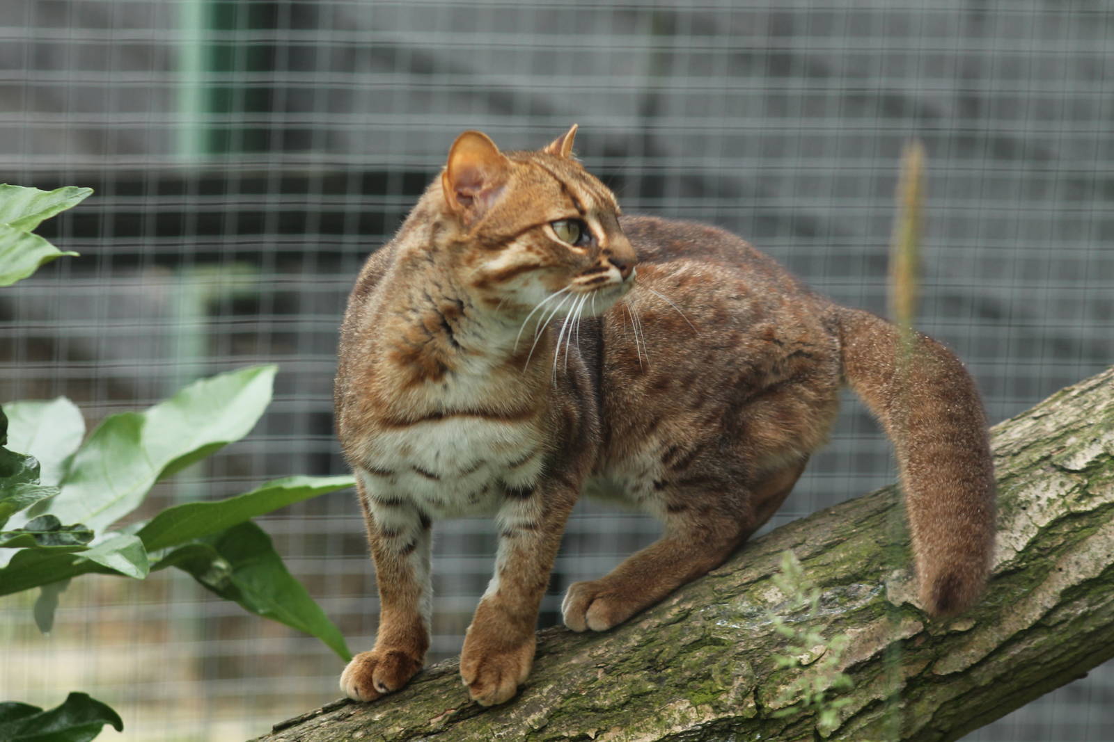 Rusty Spotted Cat