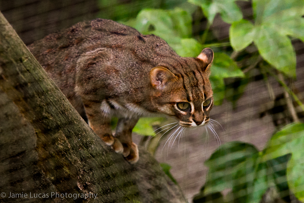 Rusty Spotted Cat