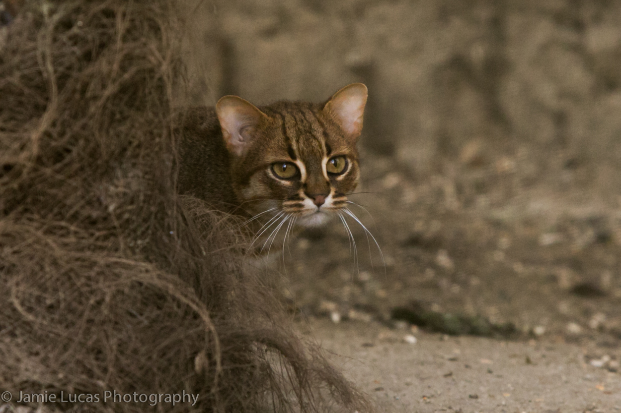 Rusty Spotted Cat