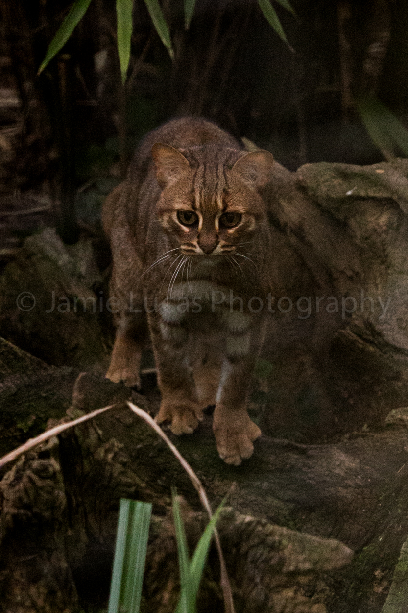 Rusty Spotted Cat