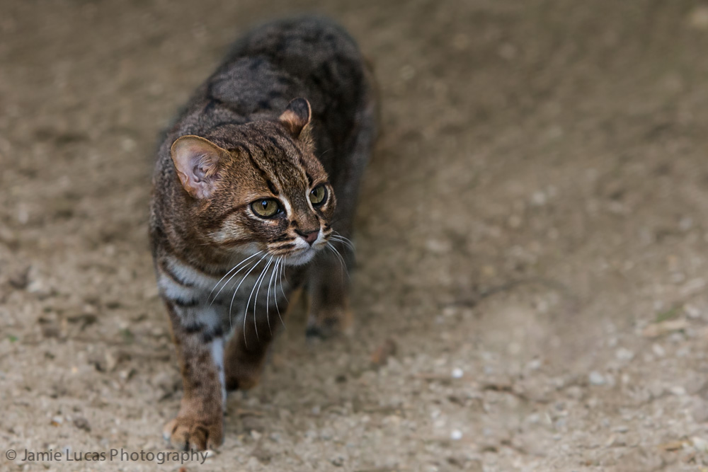Rusty Spotted Cat