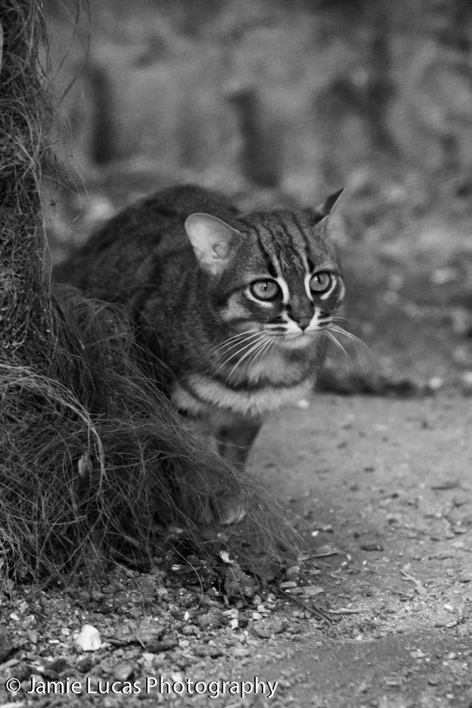 Rusty Spotted Cat
