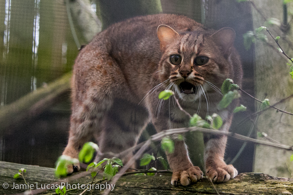 Rusty Spotted Cat