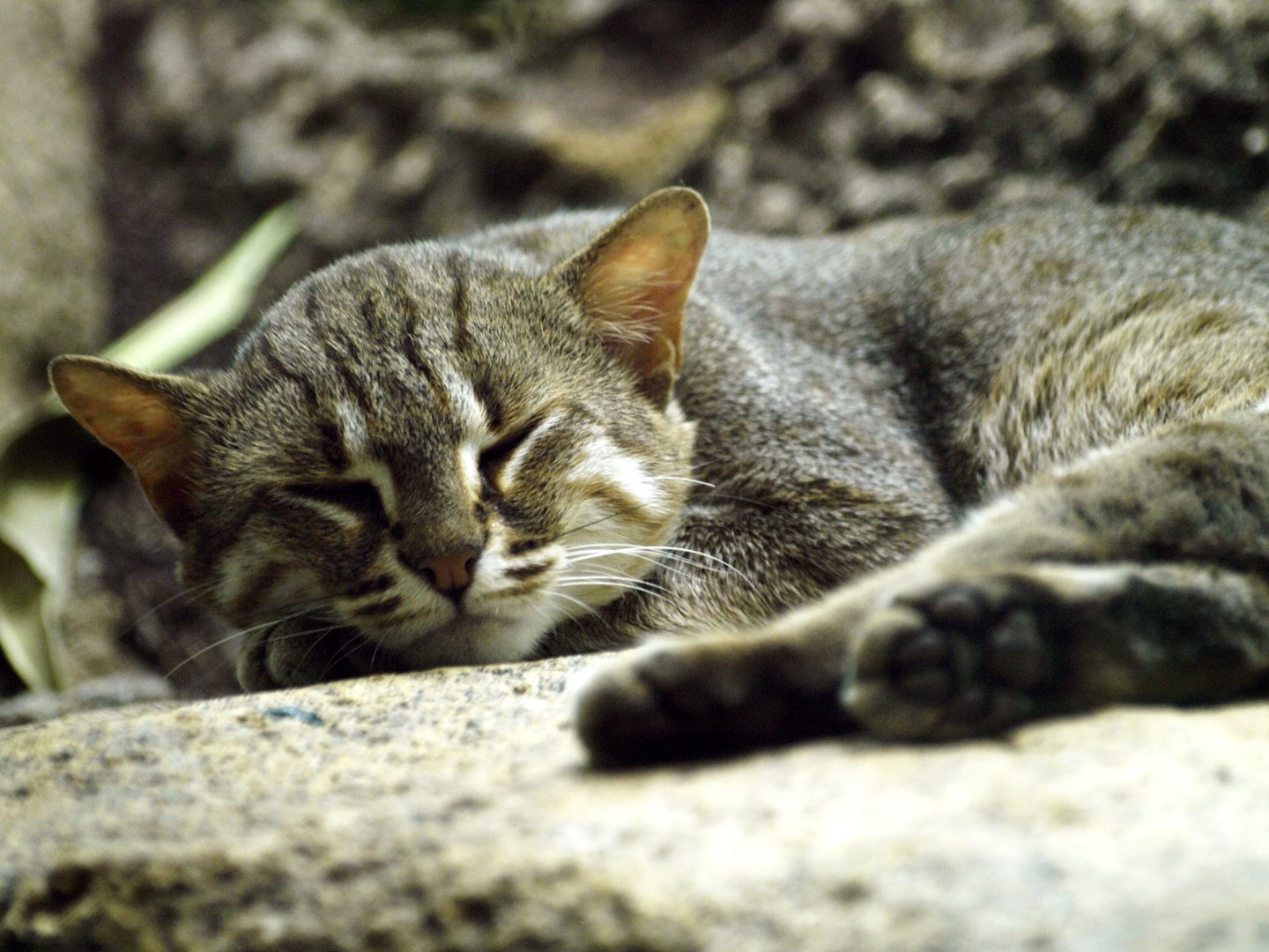 Rusty-spotted cat