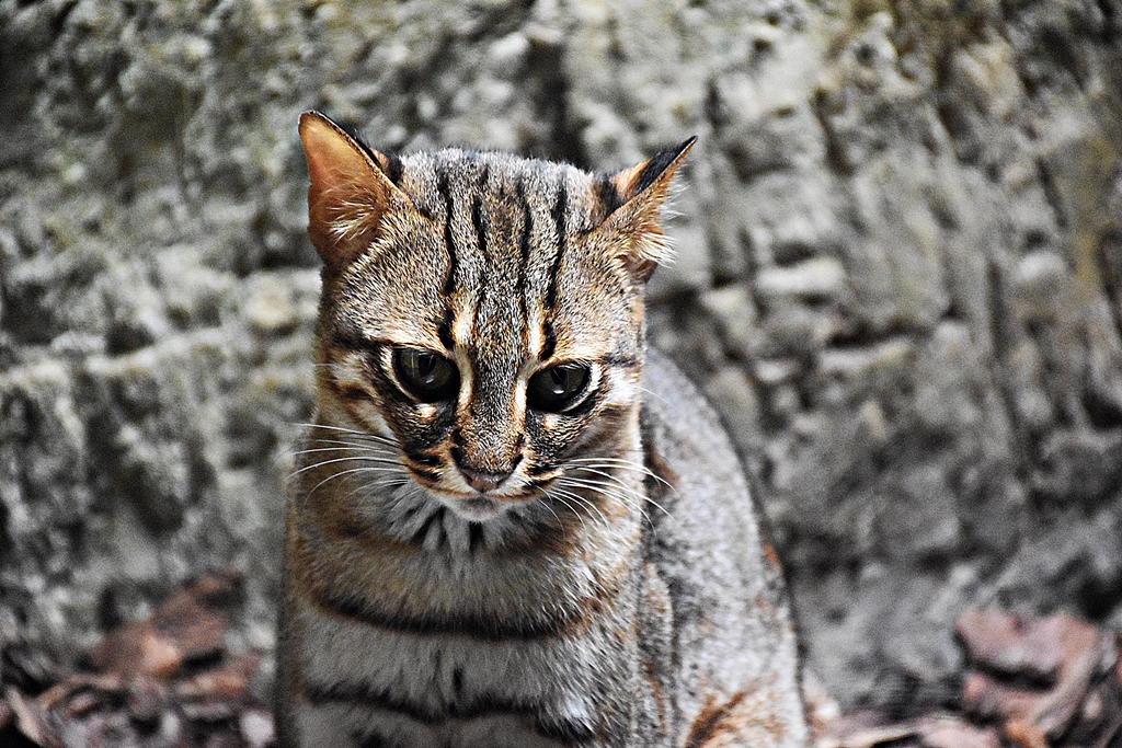 Rusty-spotted cat