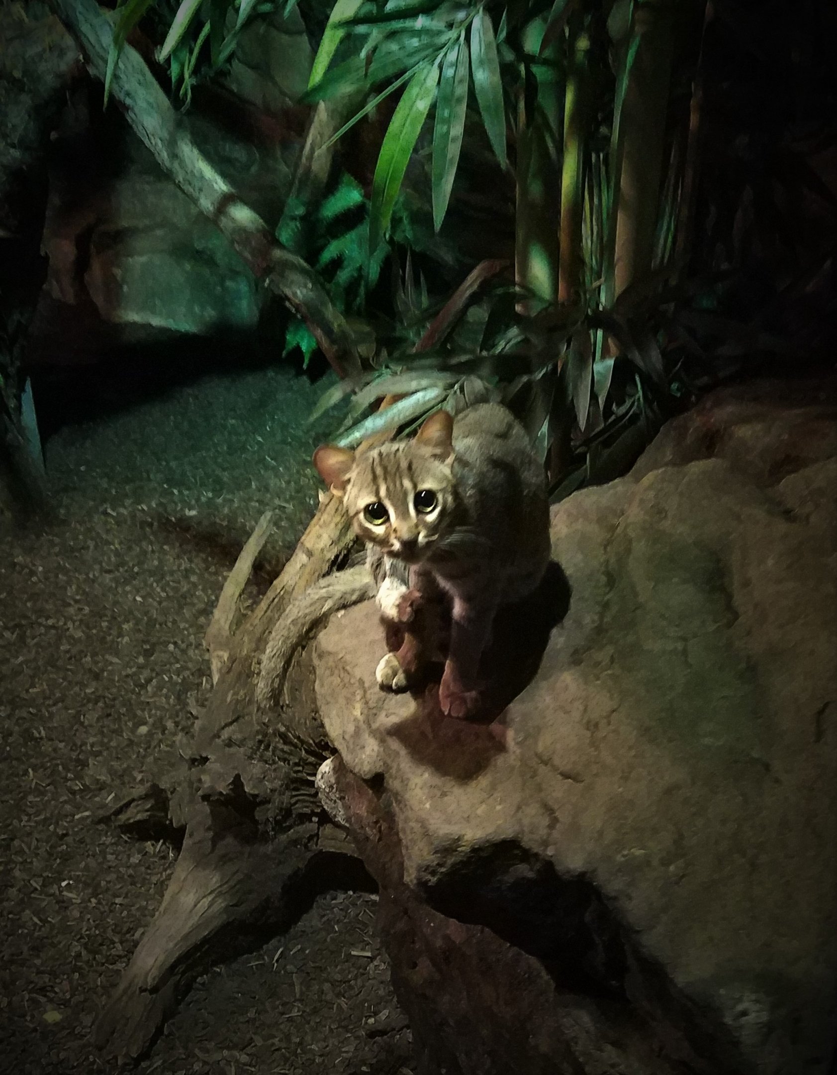 Rusty-spotted cat