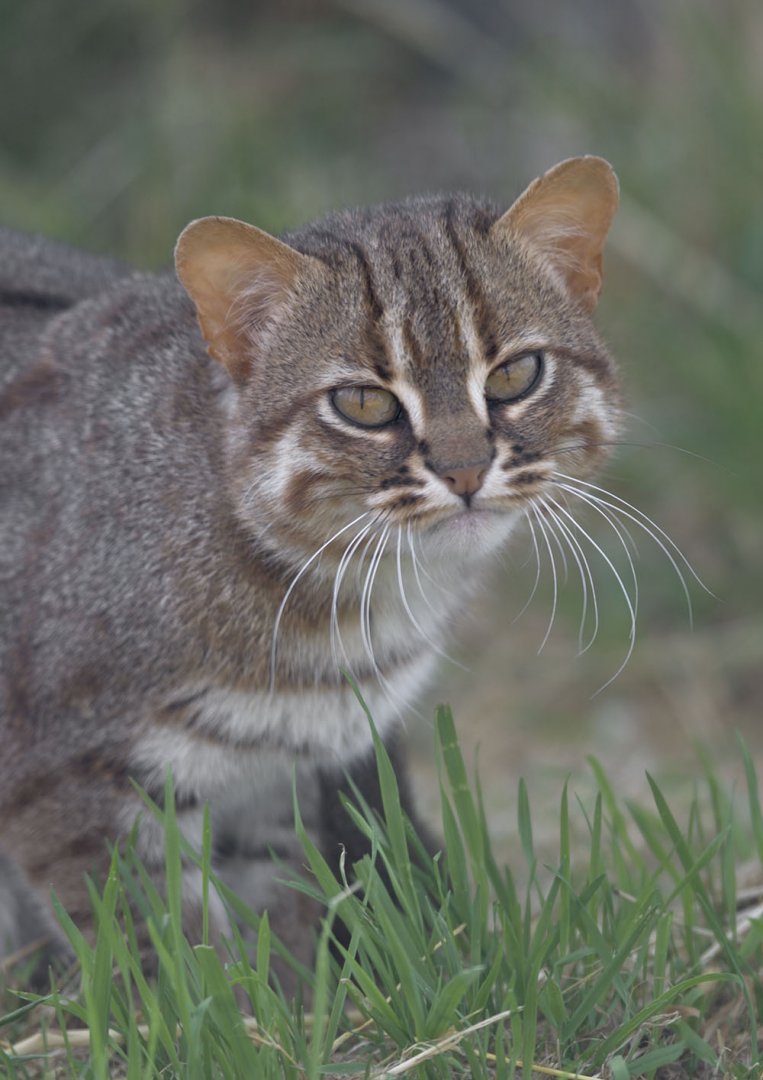 Rusty-spotted cat